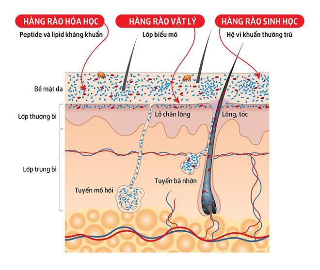Tổn thương da và quá trình hồi phục tự nhiên của làn da